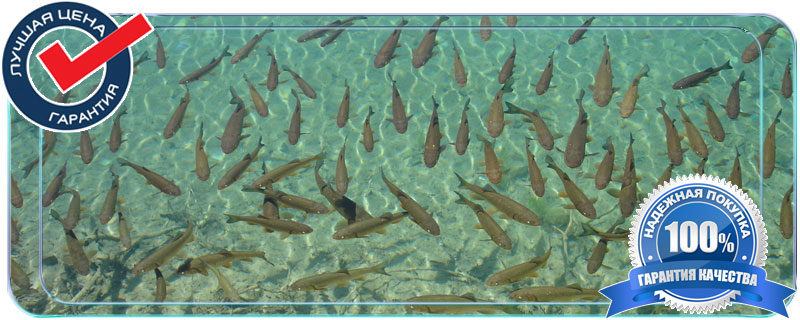 живая рыба для зарыбления  в Истре и Истринском районе