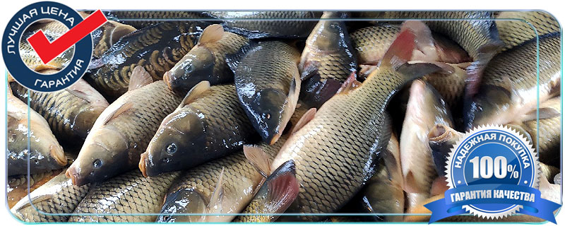 Живая рыба оптом Москва Московская область