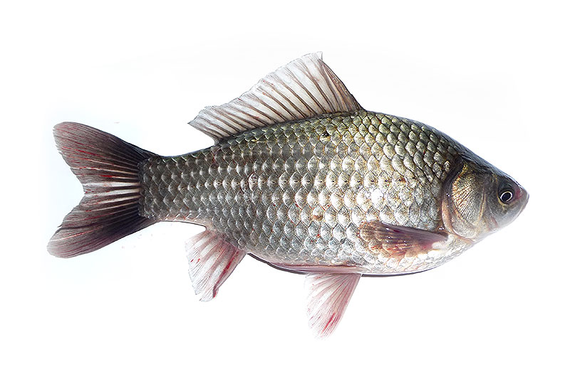 Живая рыба оптом купить с доставкой