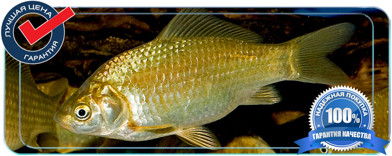 Перед тем, как купить карася для пруда, продумайте место расположения водоема, для этого предпочтительнее выбрать наиболее низменный участок.