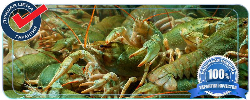 раки живые купить в москве недорого оптом