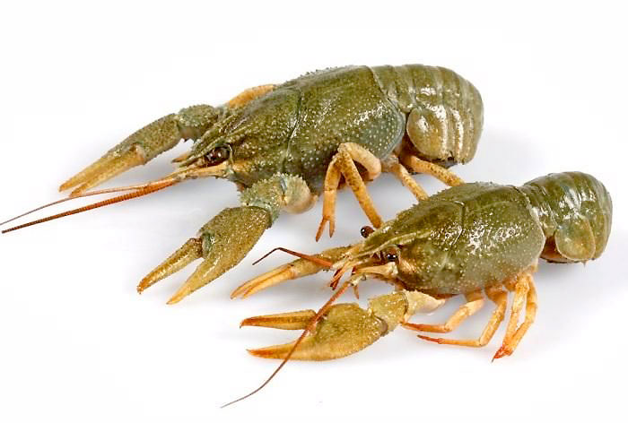 раки живые цена за 1 кг