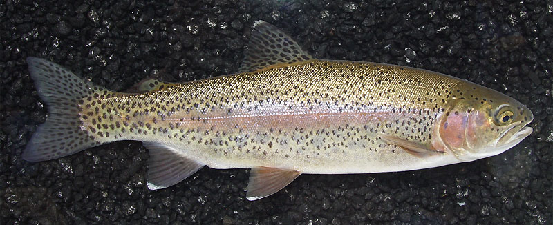 У разных видов форелей окрас может быть от темного до светлого, почти прозрачного. Существует мнение, что цвет зависит от среды, пищи и времени года. Самцы имеют большую голову, большее количество зубов, нижняя челюсть может загибаться вверх. Мельче самок. Цвет мяса от белого до розоватого (в зависимости от среды обитания и пищи). Максимальная длина тела – метр, максимальный вес – 20 кг.